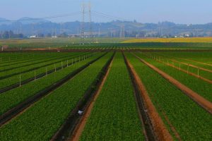 Fresno County’s top five crops in the year 2014 were; almonds, grapes, poultry, milk, cattle and calves. Almonds have been in second place among Fresno’s top ten crops.