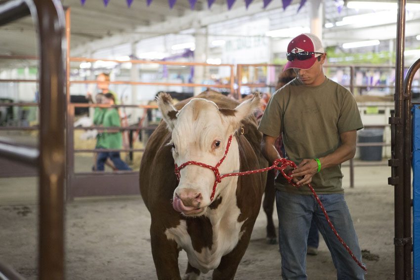 Fair presents variety of exhibits, engrosses guests