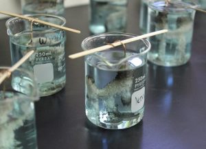 First period chemistry creates a silver crystal using silver nitrate and copper, Jan. 29. 