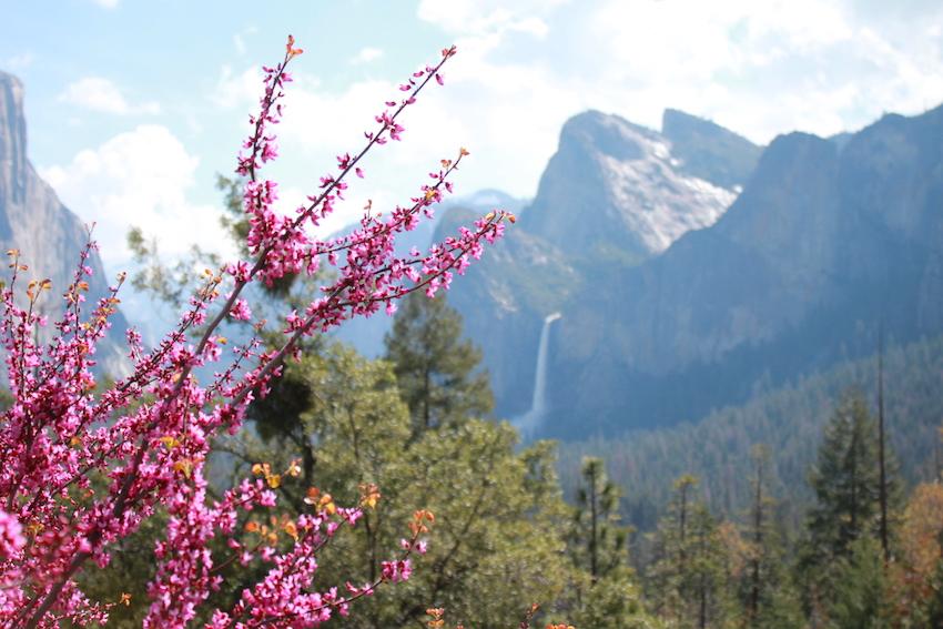 Yosemite flourishes due to above average rainfall