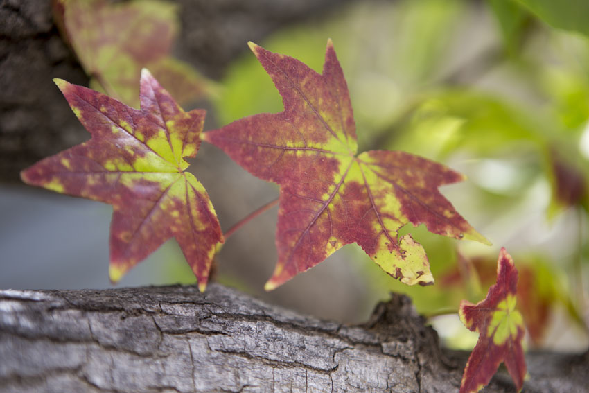 First day of fall