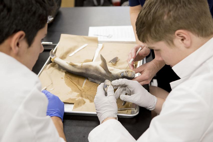 Dissecting sharks