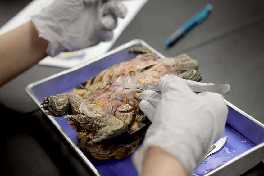 Students begin dissecting a red-eared turtle by inspecting the inside of the turtle, March. 6.