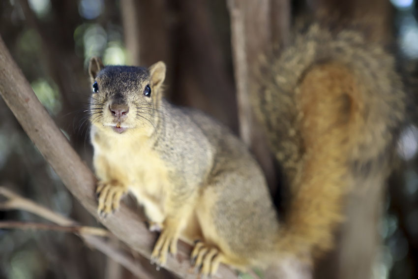 While photographing FCC Journalism Workshop, Chippy the squirrel poses for a picture, Oct. 25. 
