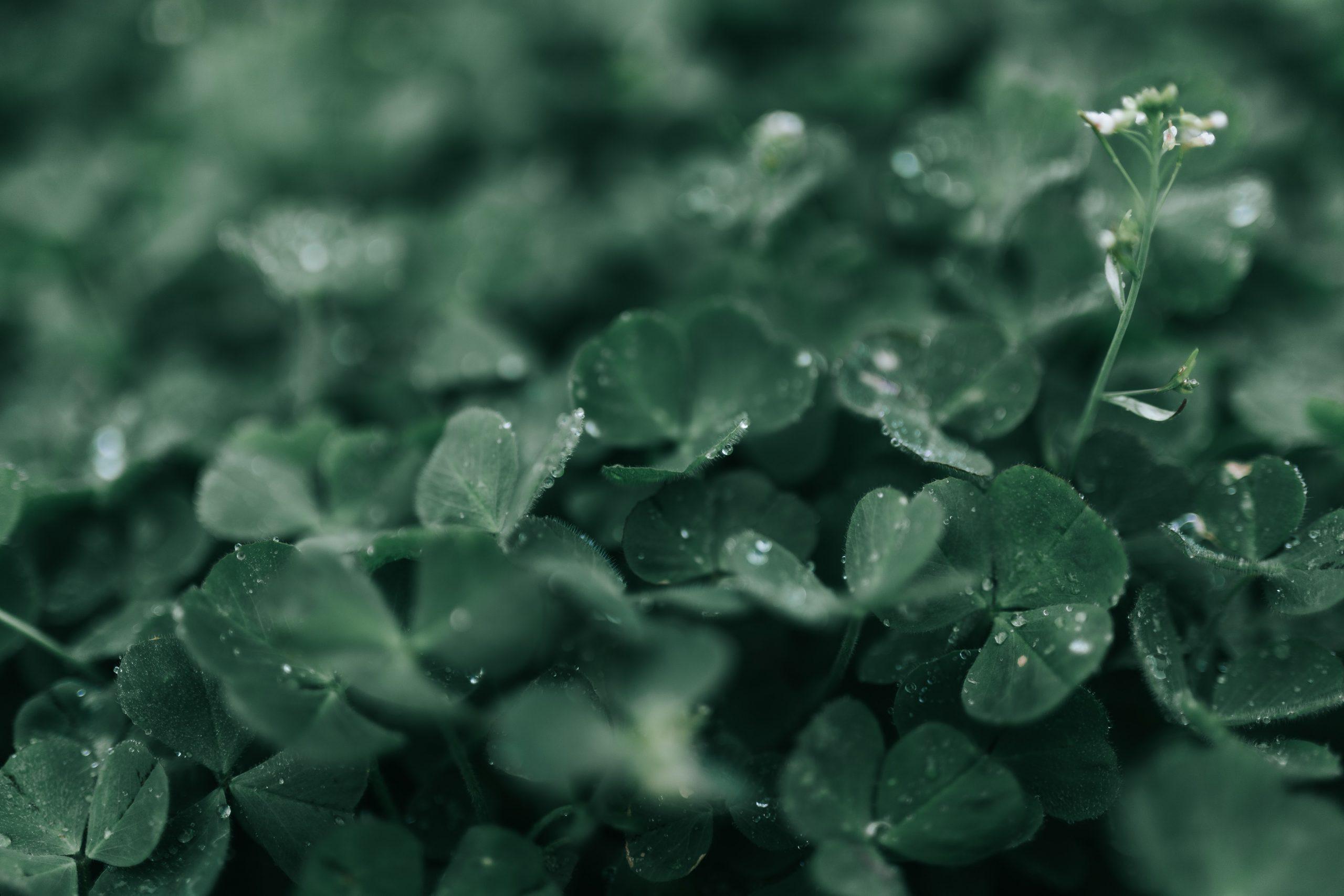 Saint Patrick's Day