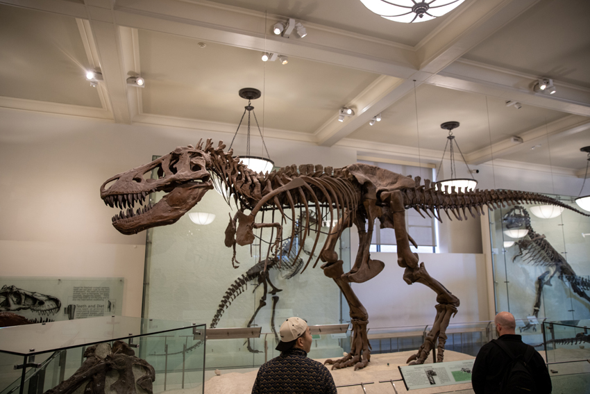 The dinosaur featured in the movie The Night at the Museum.