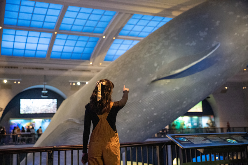 Meilani Gilmore Young 23 viewed the life-sized whale at the American Museum of Natural History.