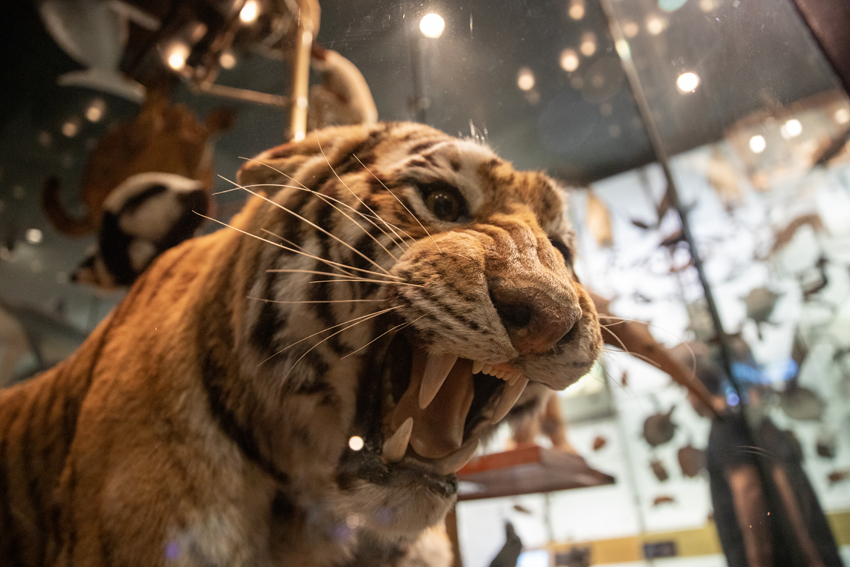 American Museum of Natural History presents various animals from the jungle. 