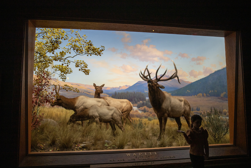 One wildlife display at the American Museum of Natural History contains taxidermy creatures.