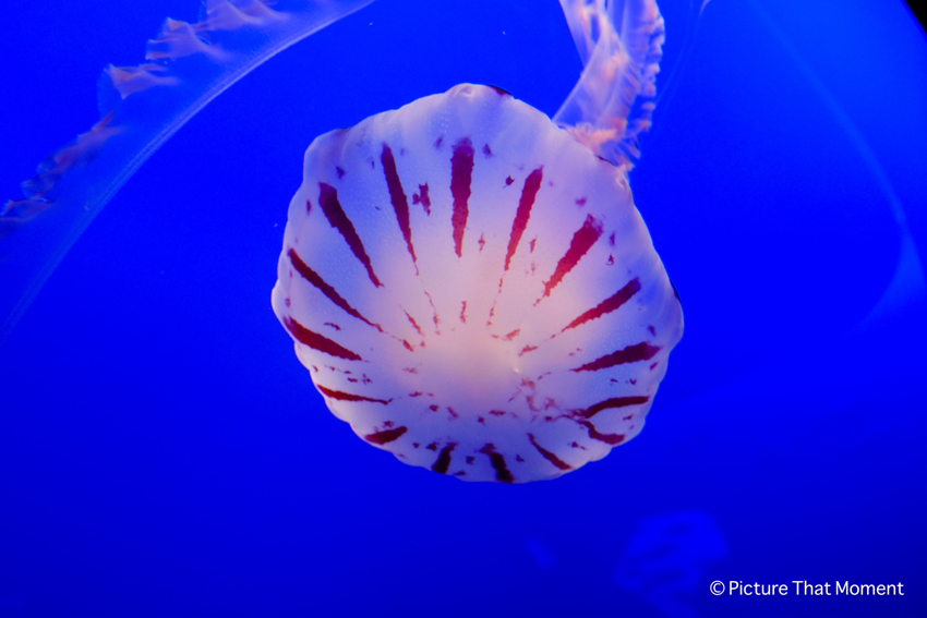 Monterey Bay Aquarium houses over eight different species of jellyfish, including the Purple Striped jellyfish. 