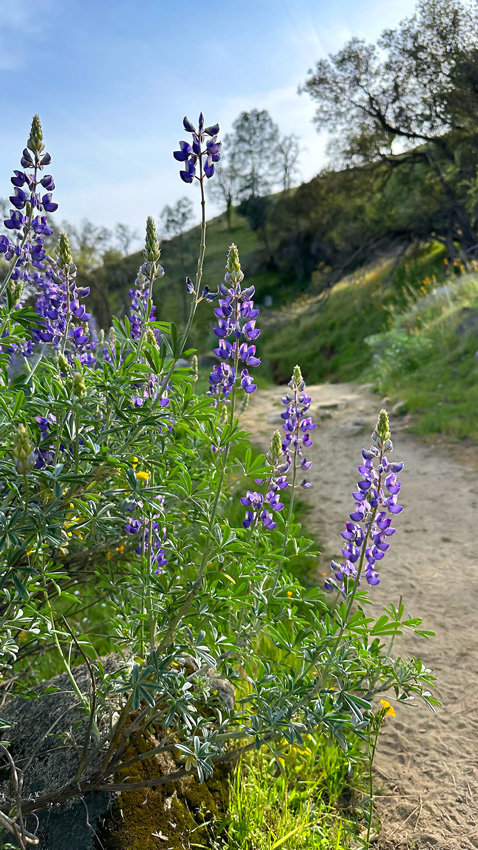 The Arroyo Lupine wildflower can be found along the Pincushion trial during the spring season.