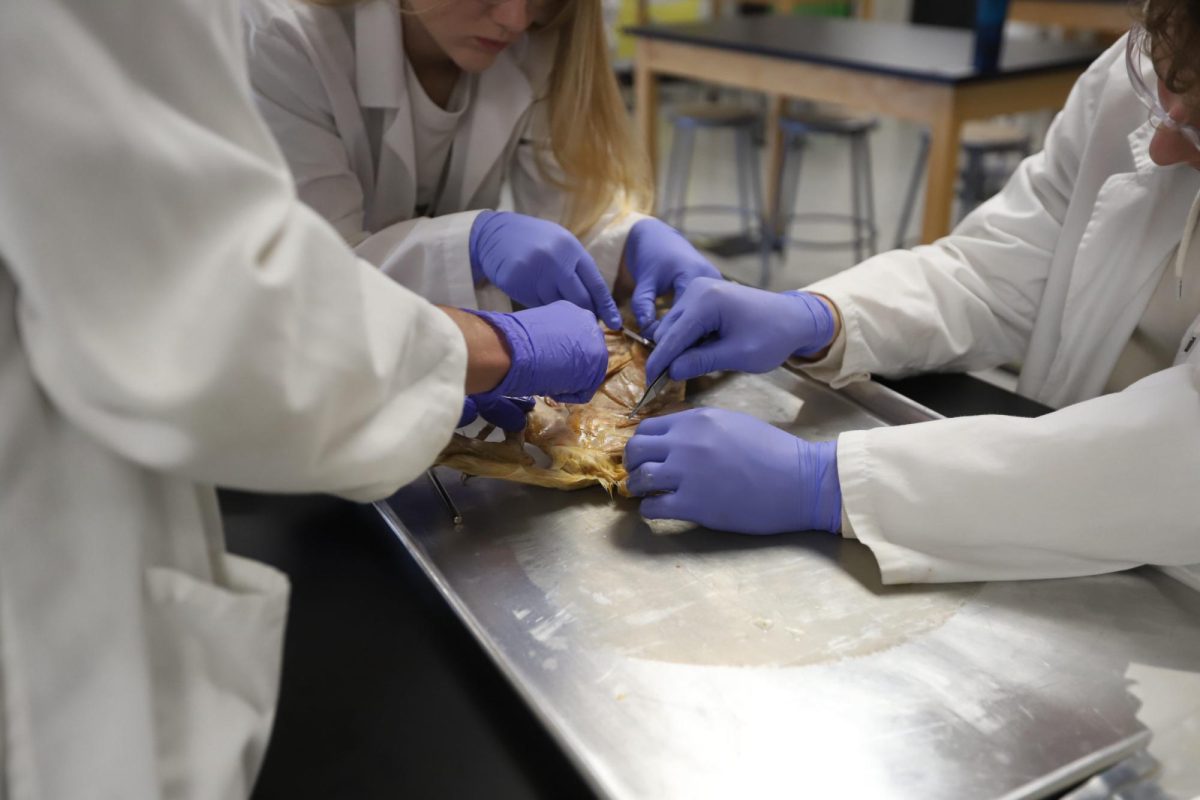 Anatomy students dissect cats for the first time, April 3.