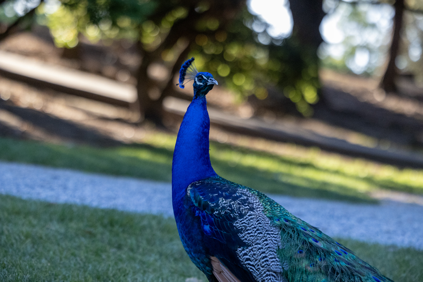 The Shinzen Friendship Garden is home to some exotic animals such as peacocks.