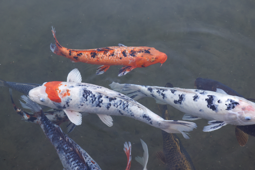 In Japan, Koi are a symbol of good fortune, luck, prosperity, and perseverance through adversity.