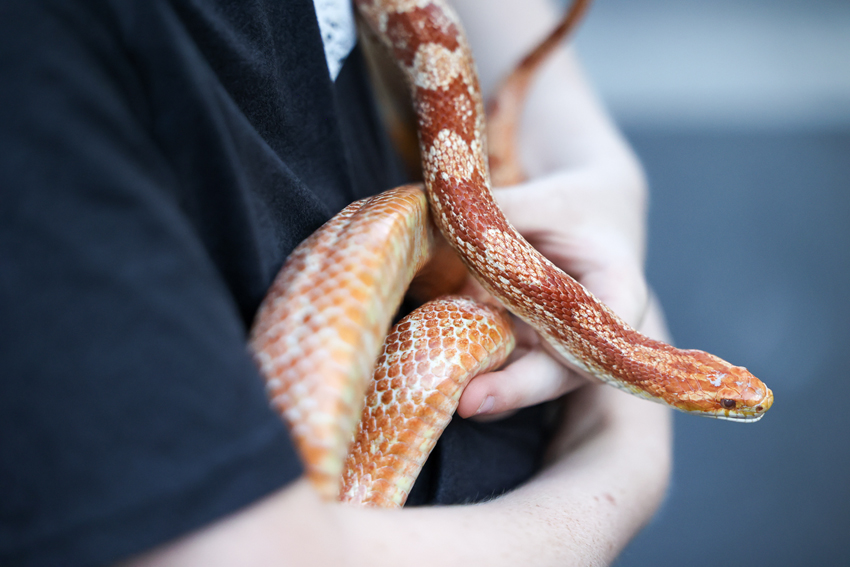 Two snakes were present at the Old Town farmers market, and the owner of them used to have a two-headed corn snake.
