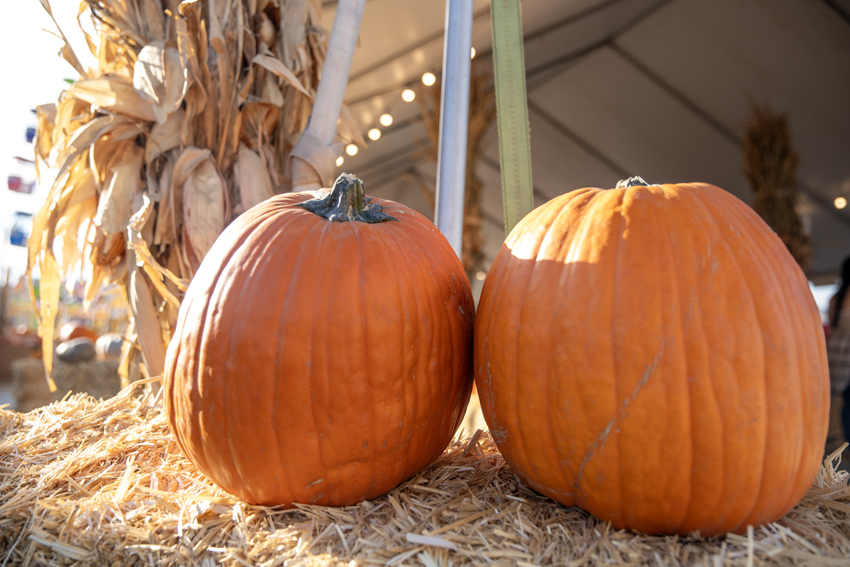 20241030-Pumpkin-Patch-10:30-IG-006