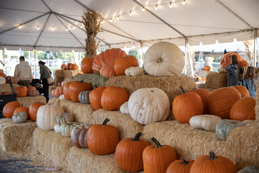 Families are offered a variety of pumpkins to choose from. 