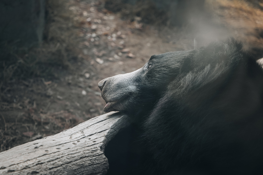 Sloth Bears are omnivores that mainly eat insects, fruits and honey.