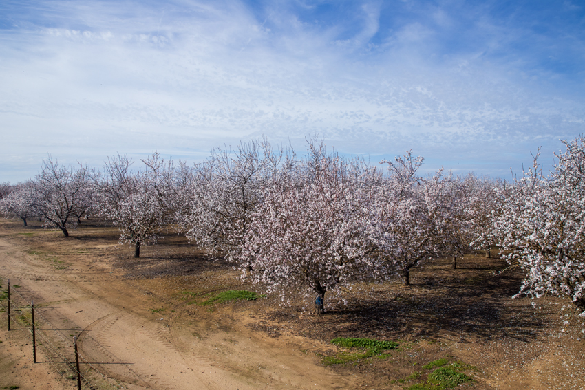 An overhead of cherry blossom trees located on Willow and Shepherd Ave. 