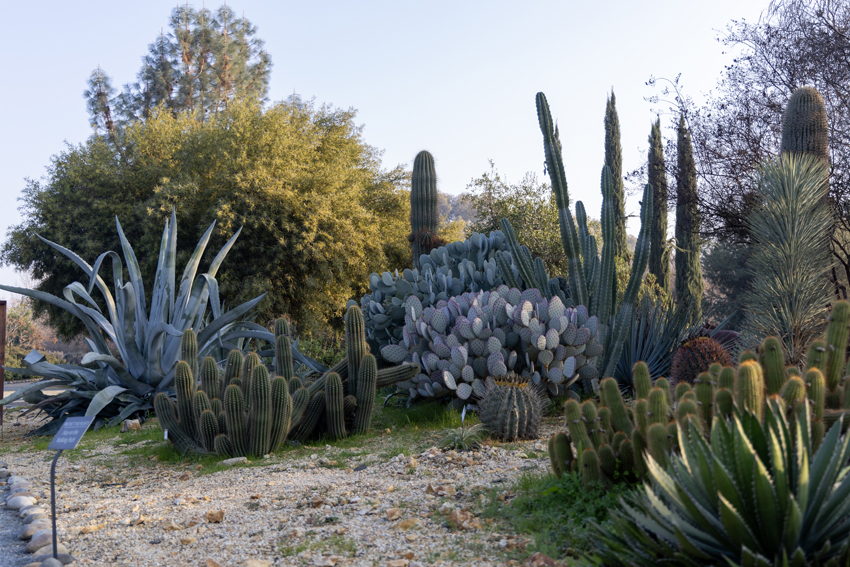 20260116-Botanical-Garden-IG-011