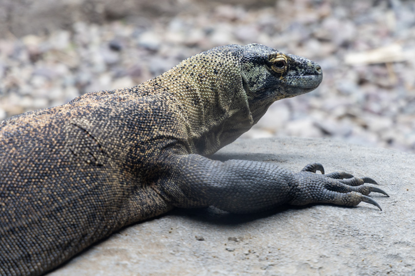 The Komodo Dragon is the world's largest lizard.
